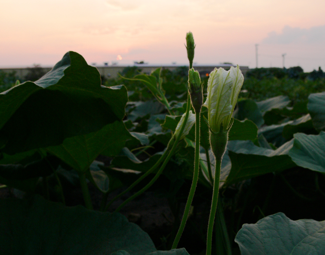 Squash Blossoms