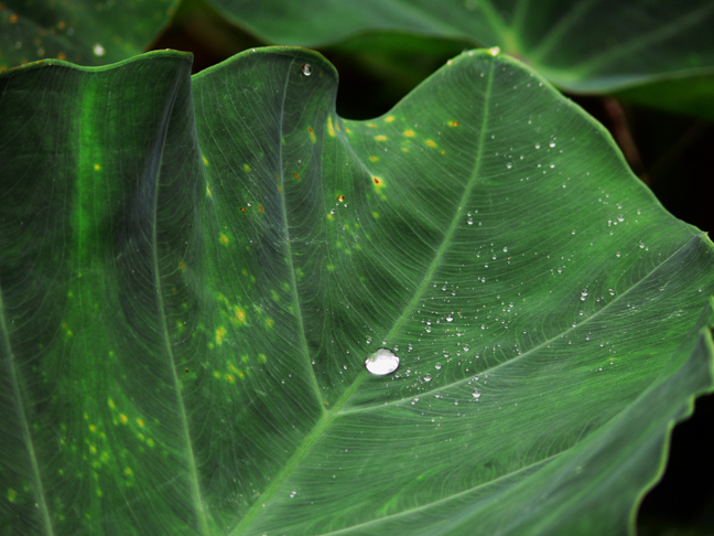 Elephant Ear with Tear