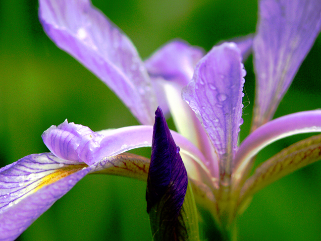 Iris in the Rain