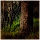 Taos Trees