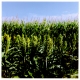 Illinois Corn