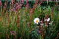 Pennsylvania Wildflowers
