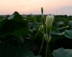 Squash Blossoms