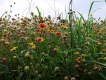 Lady Bird