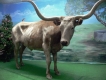 Christmas Longhorn