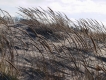 Beach Grass