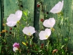 Raspberries and Wildflowers