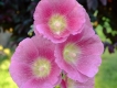 Hollyhock