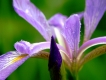 Iris in the Rain