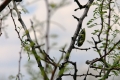 Big Bug in a Paloverde Tree