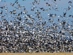 Frenzy