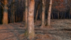Ordinary Places