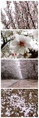 Spring, Death, and Story