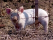 Here, Piggy Piggy Piggy