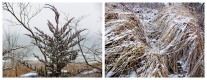 Spring Thaw