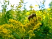 Bee on Goldenrod