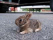 Watch Out, Bunny