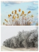 Fall Leaves, Frost Arrives