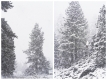 The Silence of Tall Trees