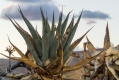 That King and that Crown of Thorns