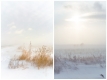 Within Nebraska Cold