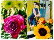 Passions Devious and Raw